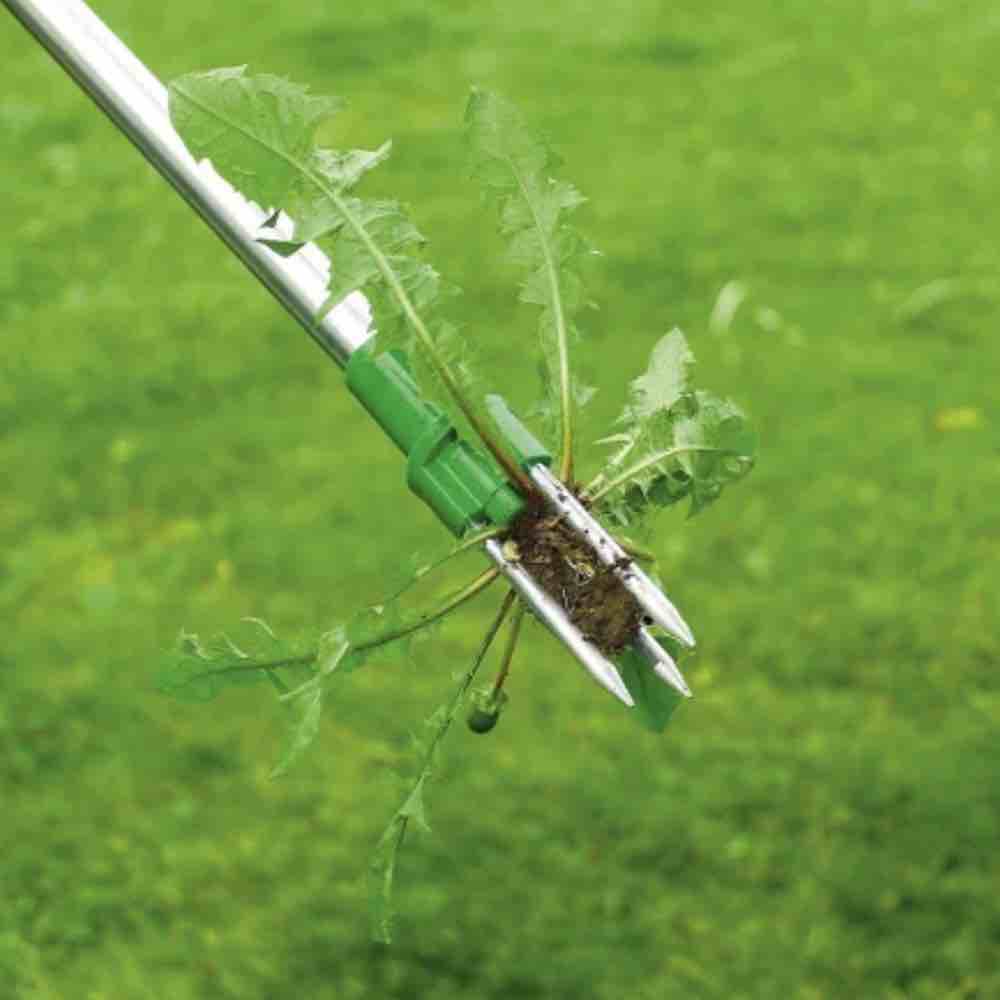 Stand Up Root Removal: image 1
